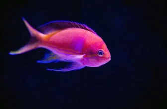Cómo aclimatar nuevos peces en tu acuario de forma segura