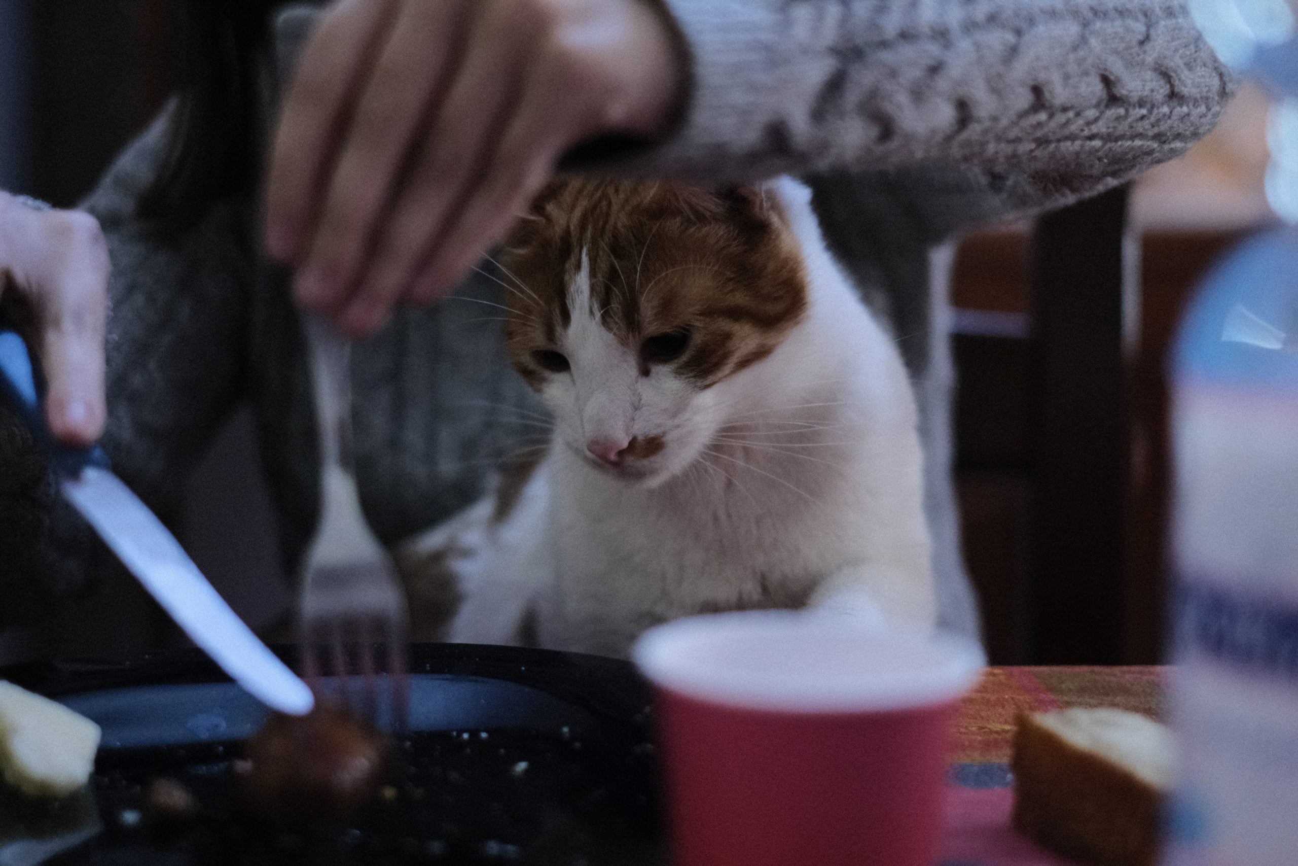 Análisis de la Comida para Gatos Pure Vita 1 Análisis de la Comida para Gatos Pure Vita 1
