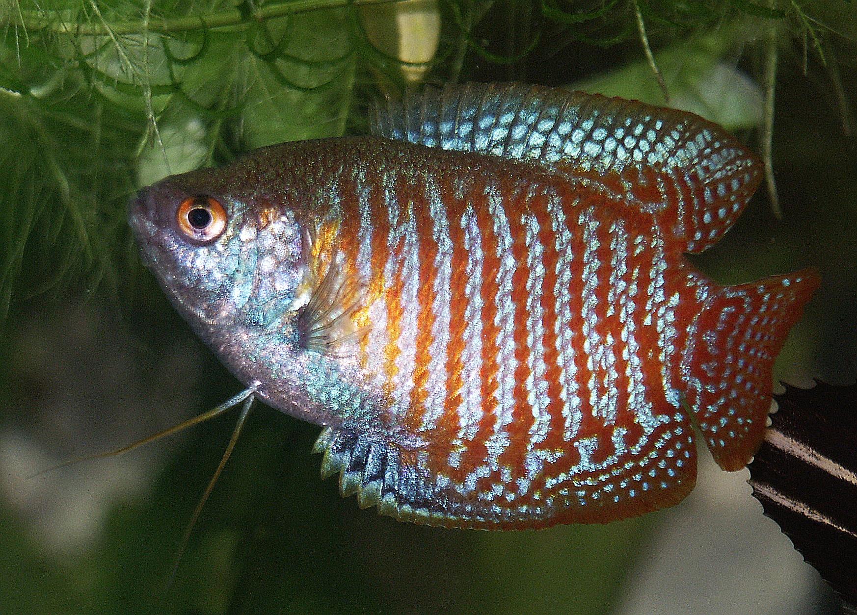 Cómo cuidar a los peces Gourami 1 Cuidar a los peces Gourami
