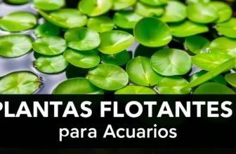 Mejores plantas flotantes para acuarios de agua dulce