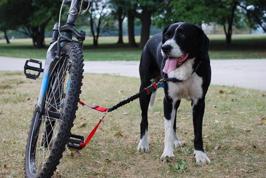 guía de correas de bicicleta para perros