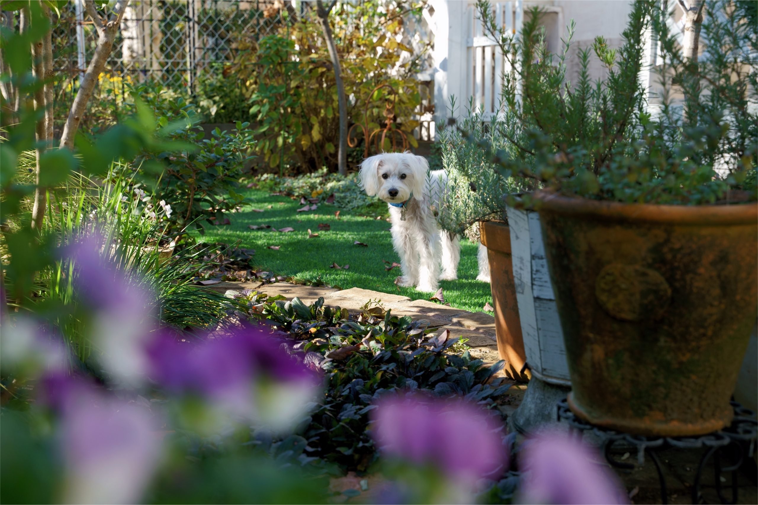 Mejores herbicidas seguros para mascotas para tu jardín [year] (análisis) 1