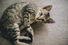 brown tabby cat lying on brown cloth