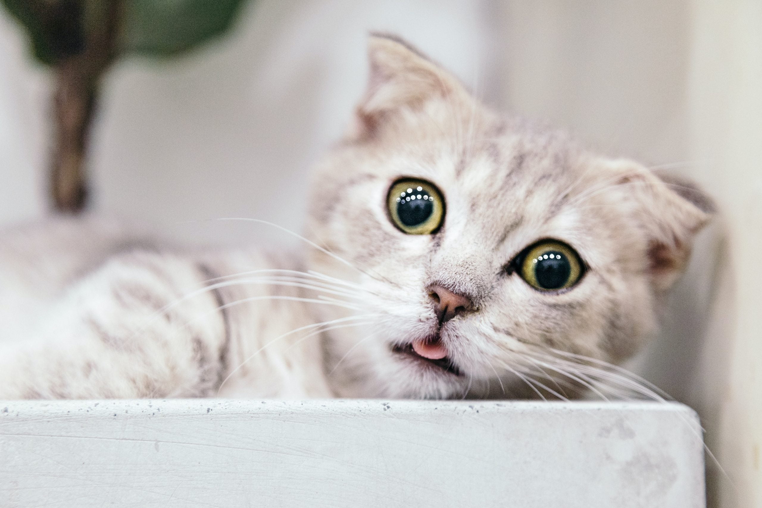 ¿Los gatos tienen emociones? 1 ¿Los gatos tienen emociones?