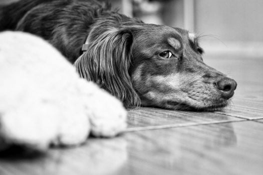 grayscale photo of long coated dog lying on floor