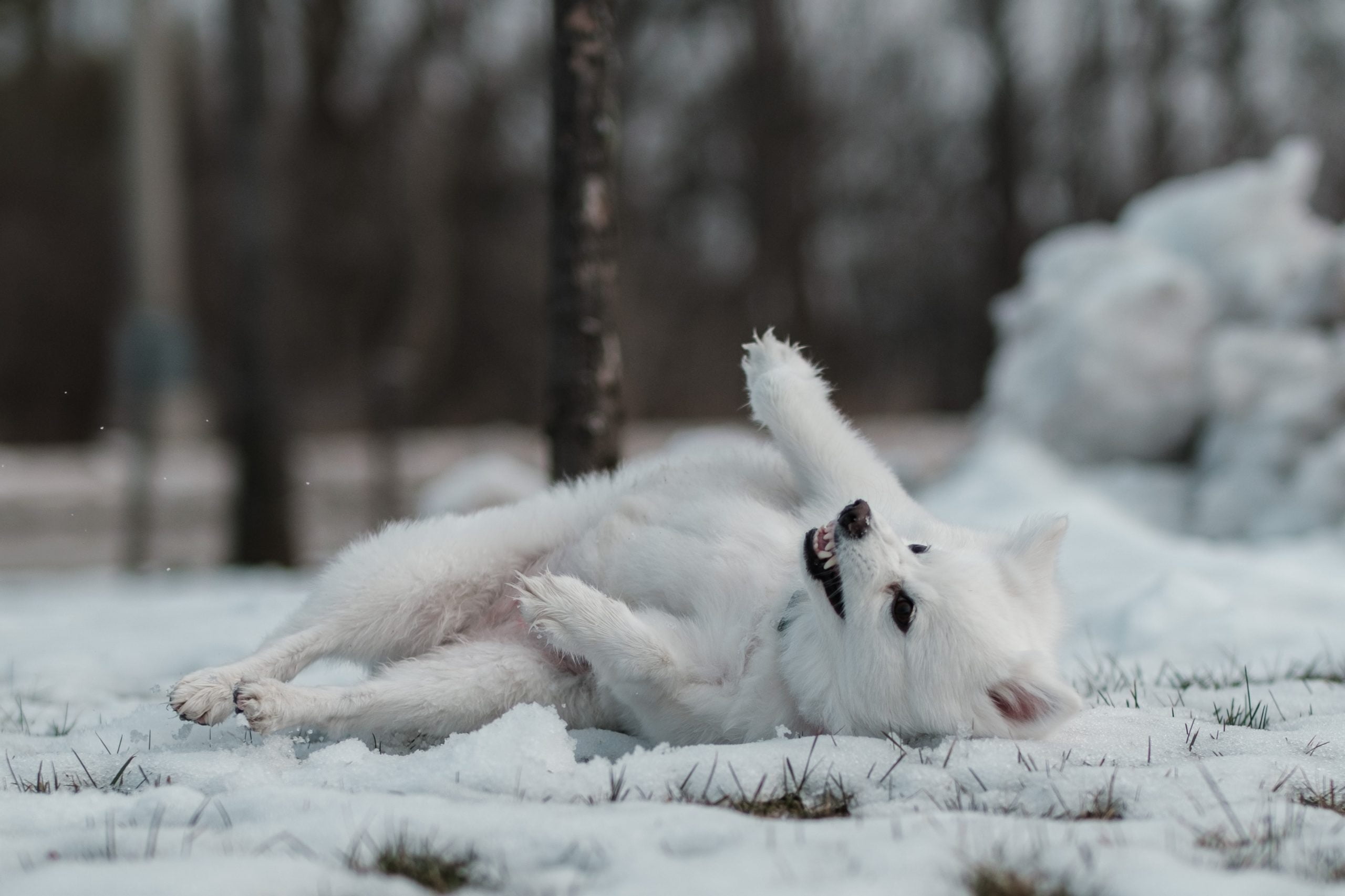 white fox on snow covered ground during daytime