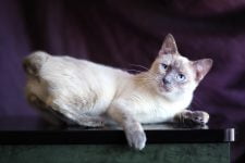Gato Bobtail americano: información, características y datos de la raza
