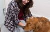 Mejores champús anticaspa para perros del 2026 (análisis)