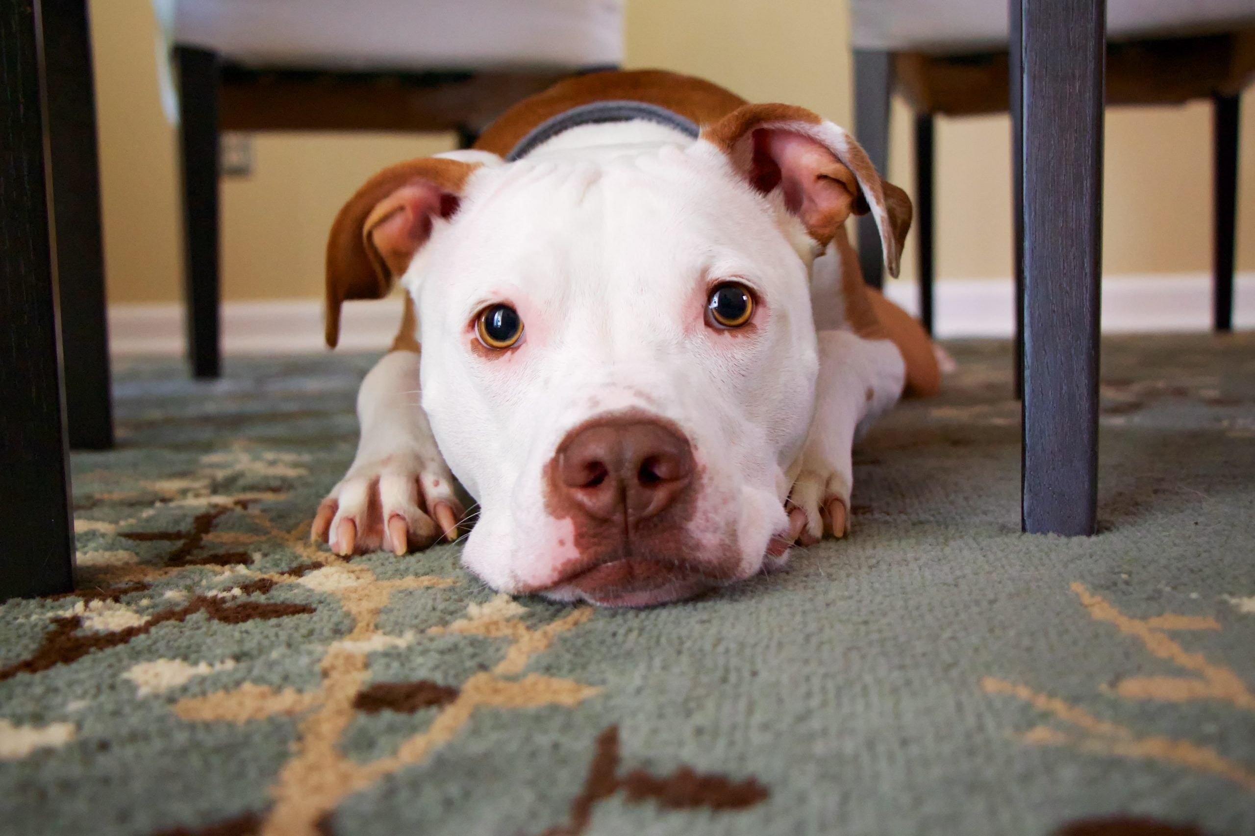 Cómo quitar las manchas de mascotas de la alfombra 1