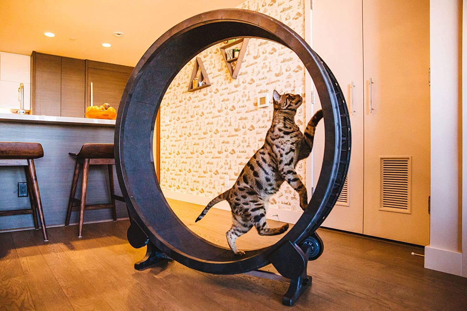 Mejores ruedas de ejercicio para gatos [year] (análisis) 1