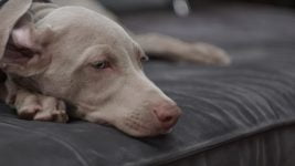brown short coated dog lying on black leather couch