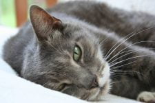 Gato americano de pelo corto