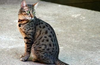 Gato Mau egipcio: información, características y hechos de la raza
