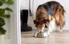 Mejores cuencos de acero inoxidable para perros del 2026 (análisis)