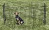 Mejores vallas portátiles para perros para RV del 2026 (análisis)