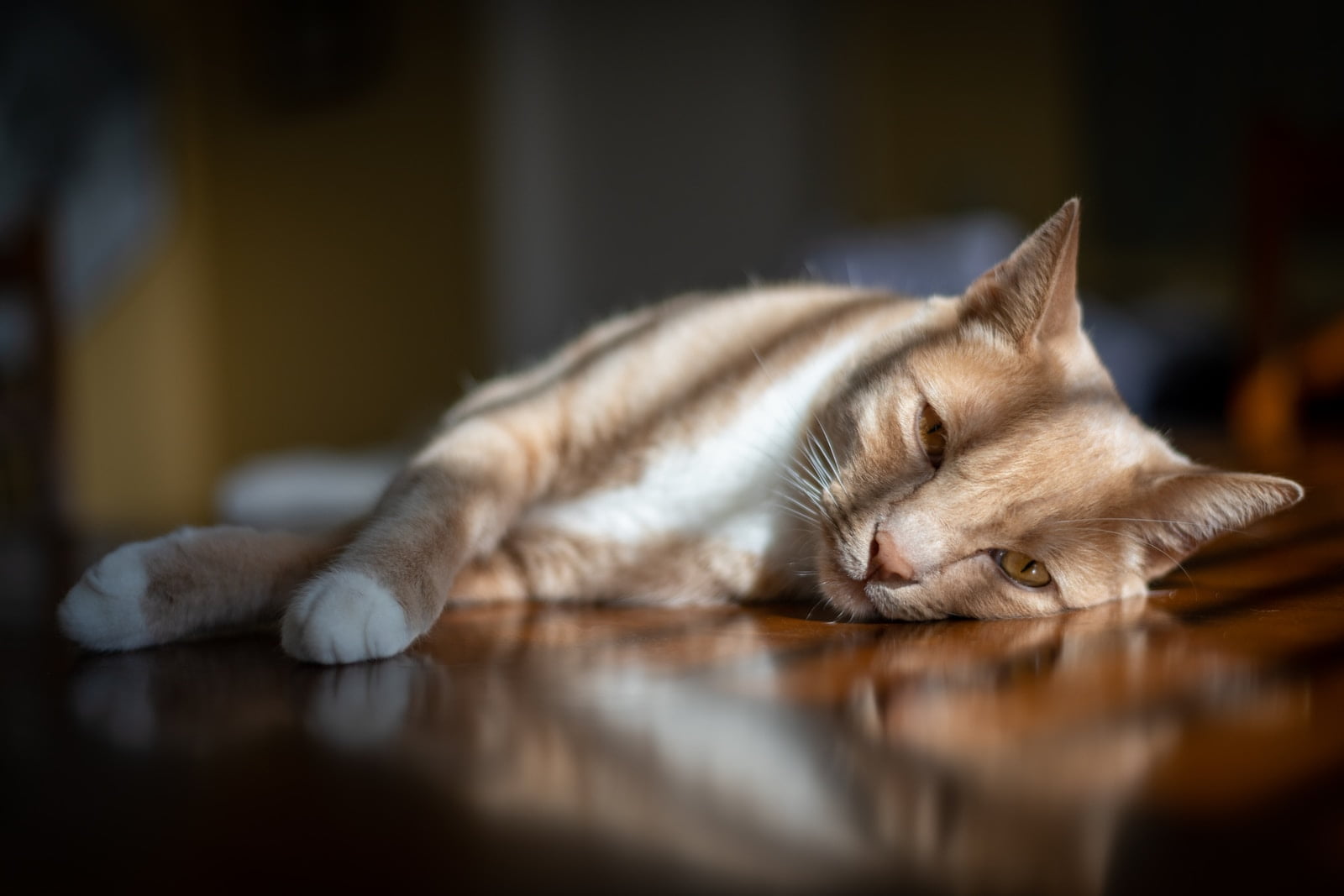 Mejores productos calmantes y ansiolíticos para gatos
