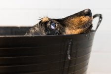 Cómo mantener a un perro tranquilo durante el aseo