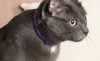 Mejores collares calmantes para gatos del 2026 (análisis)