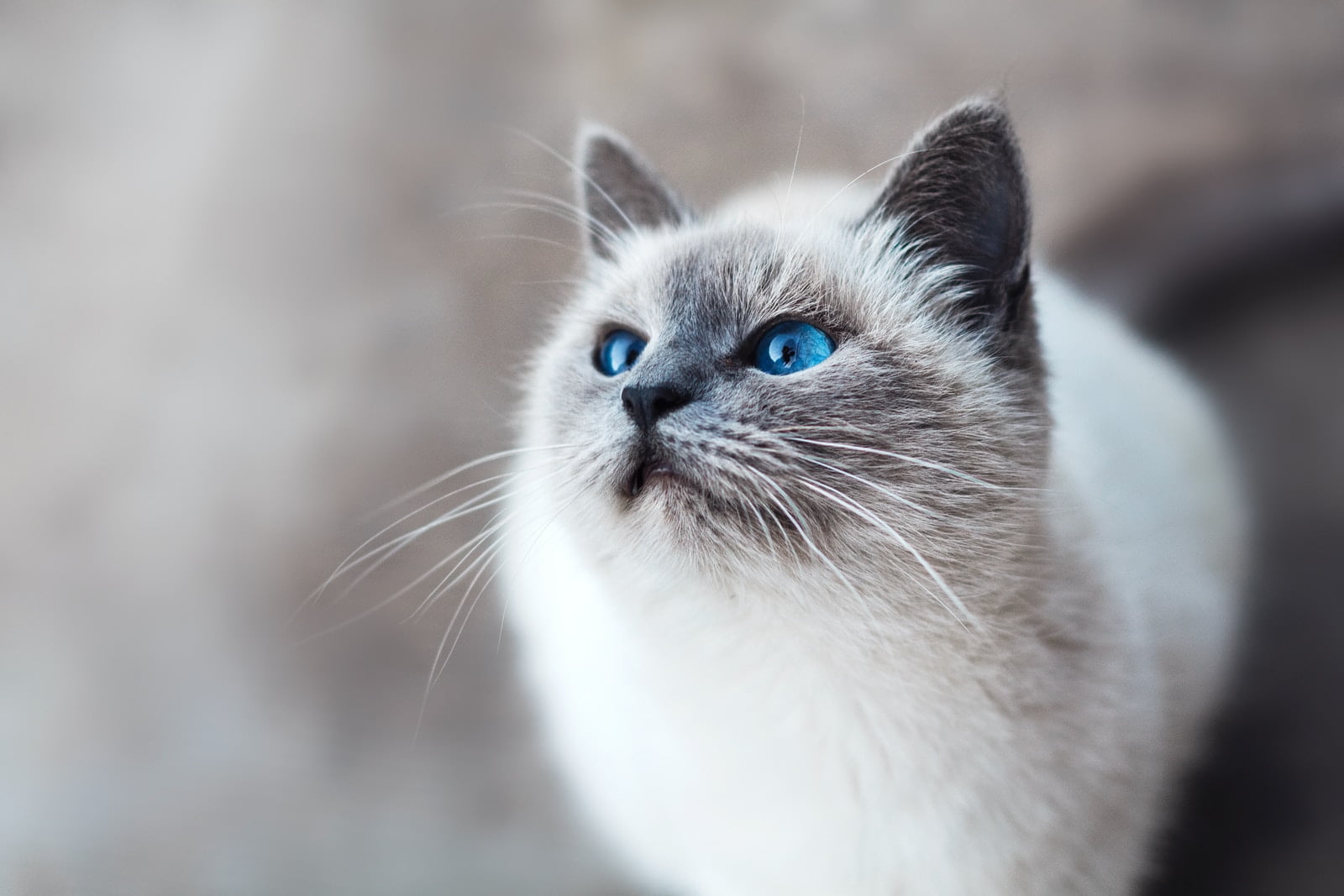 Autismo en gatos: ¿Pueden los gatitos ser autistas? 1