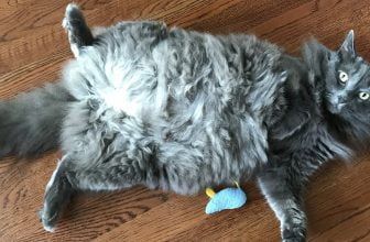 Gato Nebelung: información y características de la raza