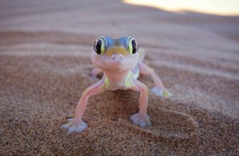 7 tipos de geckos que son buenas mascotas