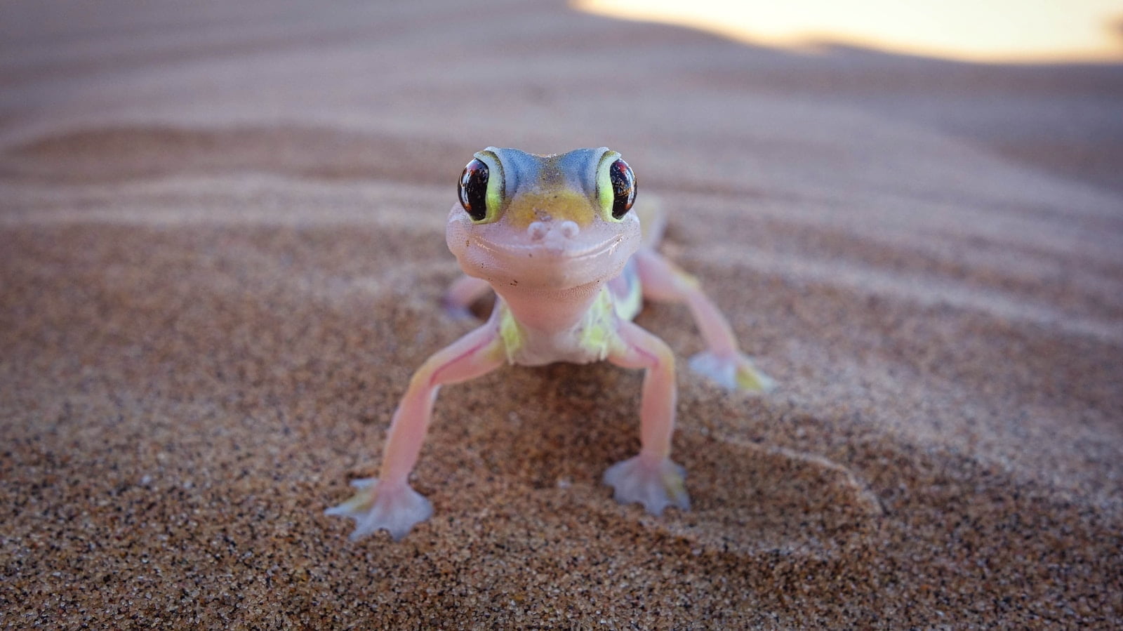 7 tipos de geckos que son buenas mascotas