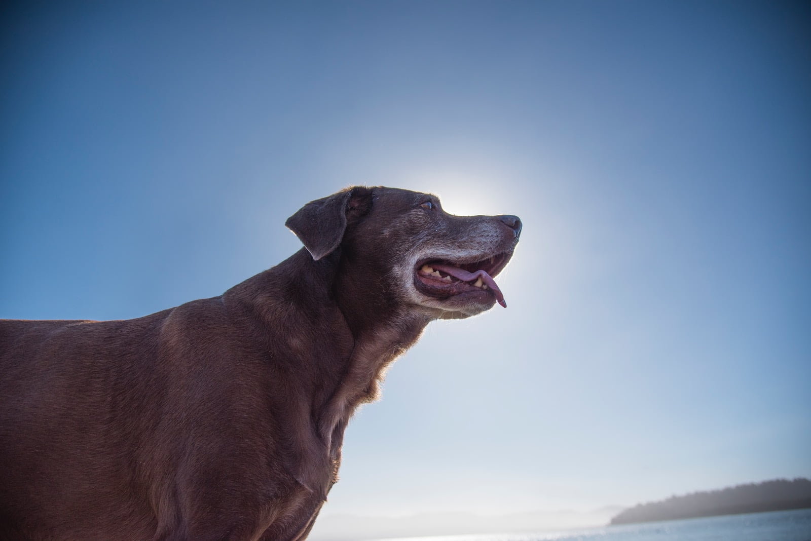 Cómo calcular los años de un perro respecto a los años humanos 1 Cómo calcular los años de un perro respecto a los años humanos