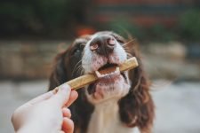 Mejores golosinas de cecina para perros