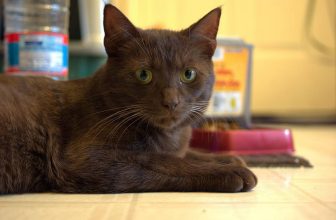 Gato Habana brown: información, características y hechos de la raza