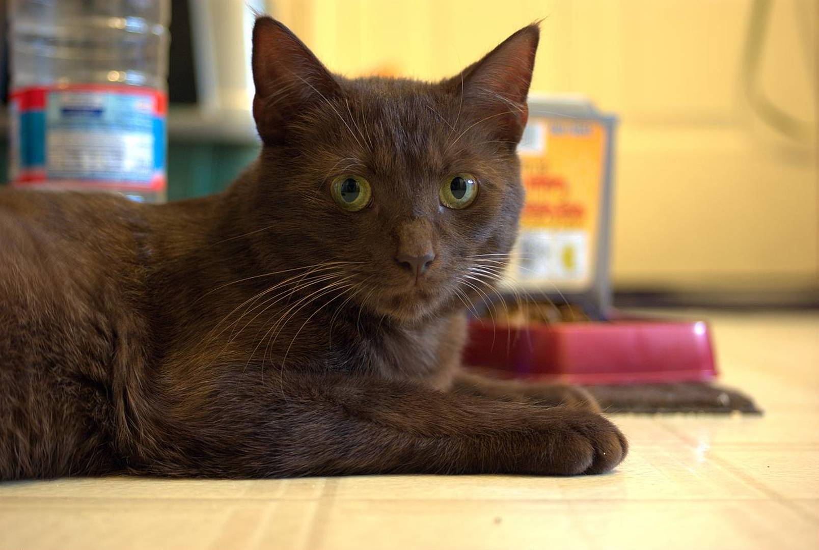 Gato Habana brown: información, características y hechos de la raza 1 Gato Havana Brown
