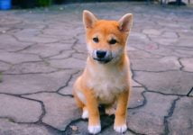 razas tranquilas de perros pequeños