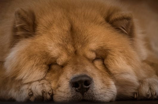 Las 10 razas de perro más peludas