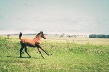 Velocidad de un caballo