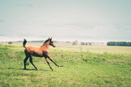 Velocidad de un caballo