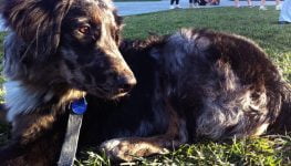 Raza Sheprador información
