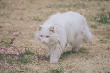 Detener la dispersión de la arena para gatos por la casa