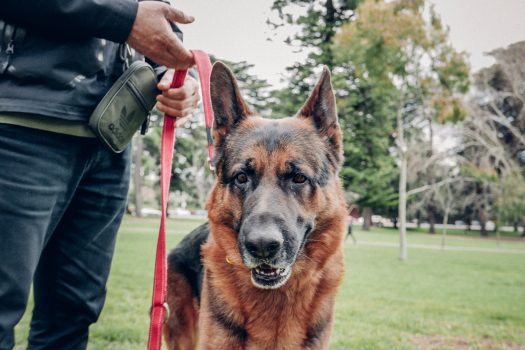 Adiestramiento de perros guardianes: cómo entrenar a tu perro para protegerte