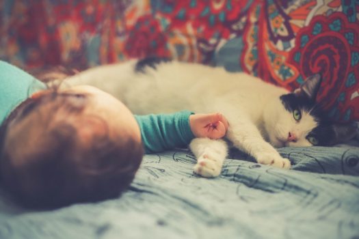 Presentar un gato al bebé - Mantener al bebé a salvo y al gatito seguro