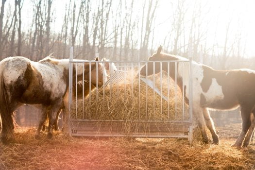 La verdad sobre la dieta equina: ¿qué comen los caballos?