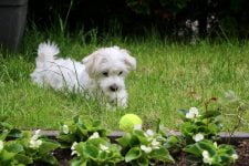 Comprar cachorros malteses: Qué tener en cuenta