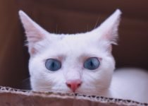 Ojo nublado en los gatos - Cataratas en los gatos o algo más