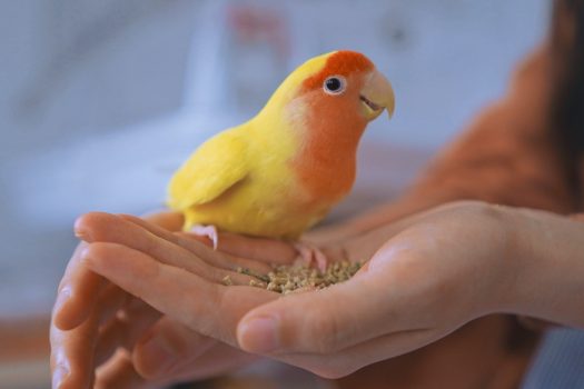 Cómo domesticar un loro - Qué hacer y qué no hacer para conquistar la confianza de tu pájaro