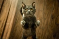 ¿Por qué mi gato siempre tiene hambre? ¿Qué podría estar mal?