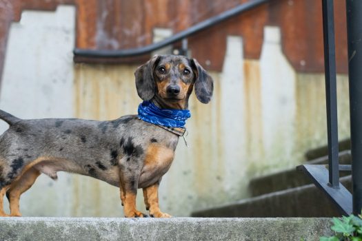 Mezclas de perros Dachshund - ¡10 Weiners locos increíbles!