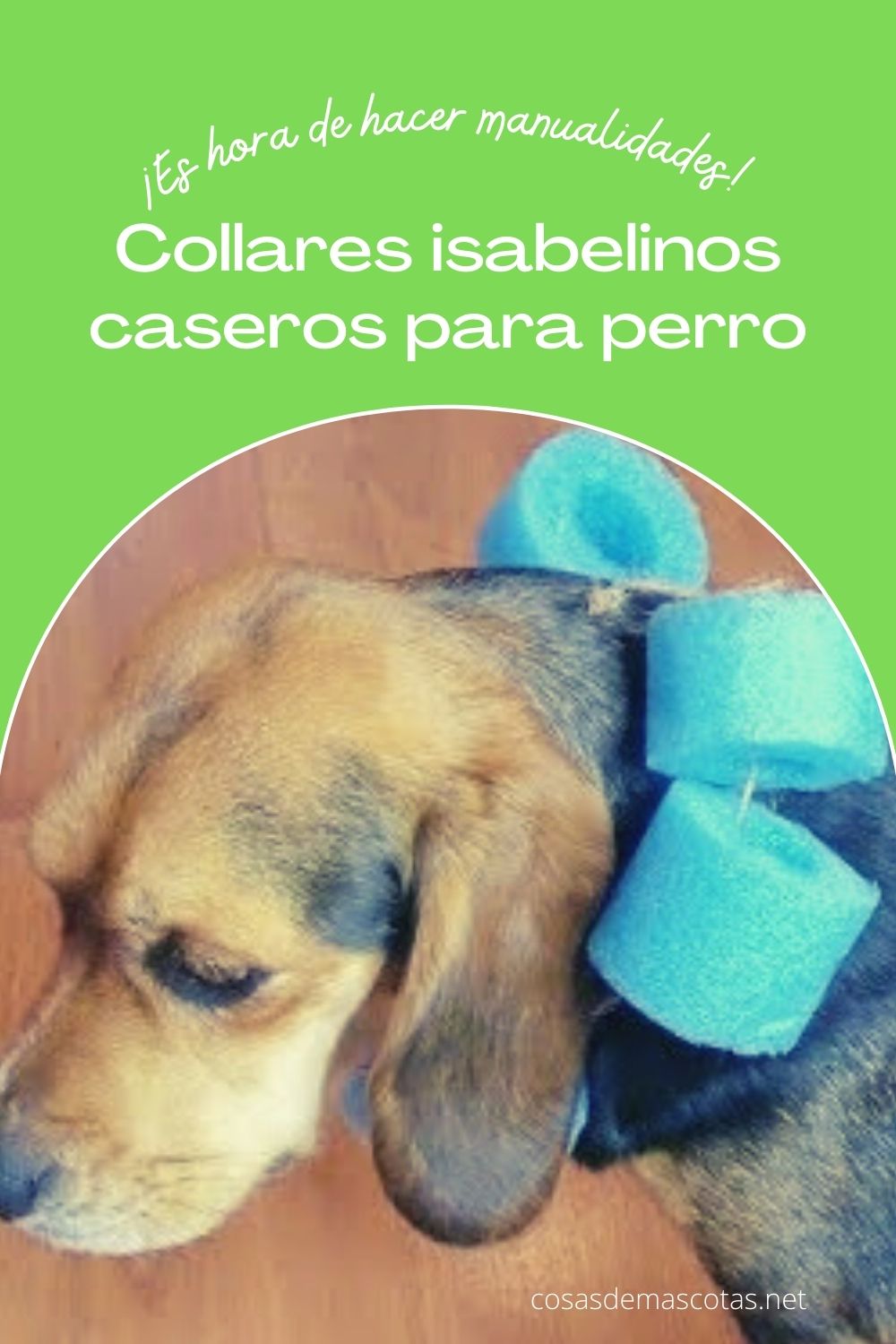 Collar isabelino casero para perro (diy): 7 proyectos simples 1