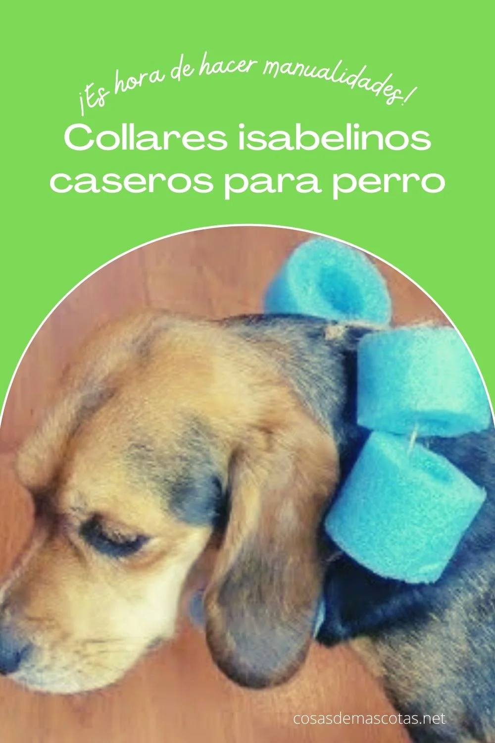 Collar isabelino casero para perro (diy): 7 proyectos simples 3