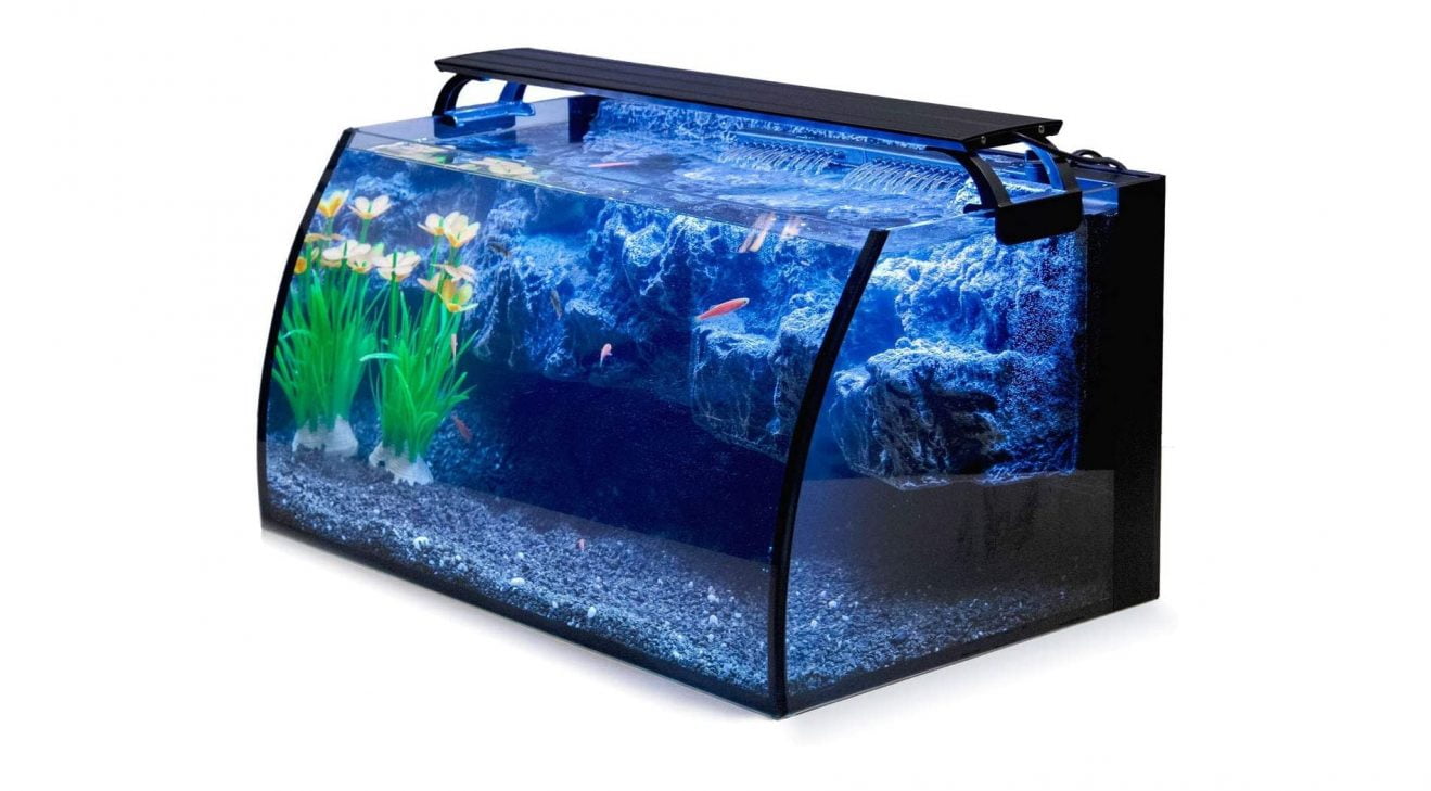 Los Mejores Acuarios Para Peces Betta