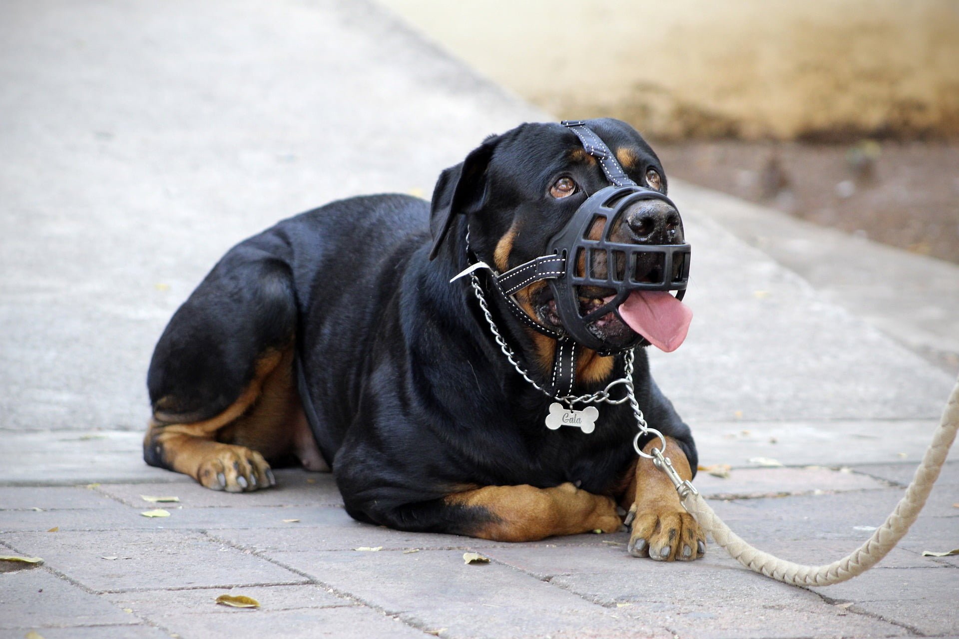 Entrenamiento de bozal para perros: respondemos sobre cómo, por qué y cuándo usar un bozal 1 Entrenamiento de bozal para perros: respondemos sobre cómo, por qué y cuándo usar un bozal 1