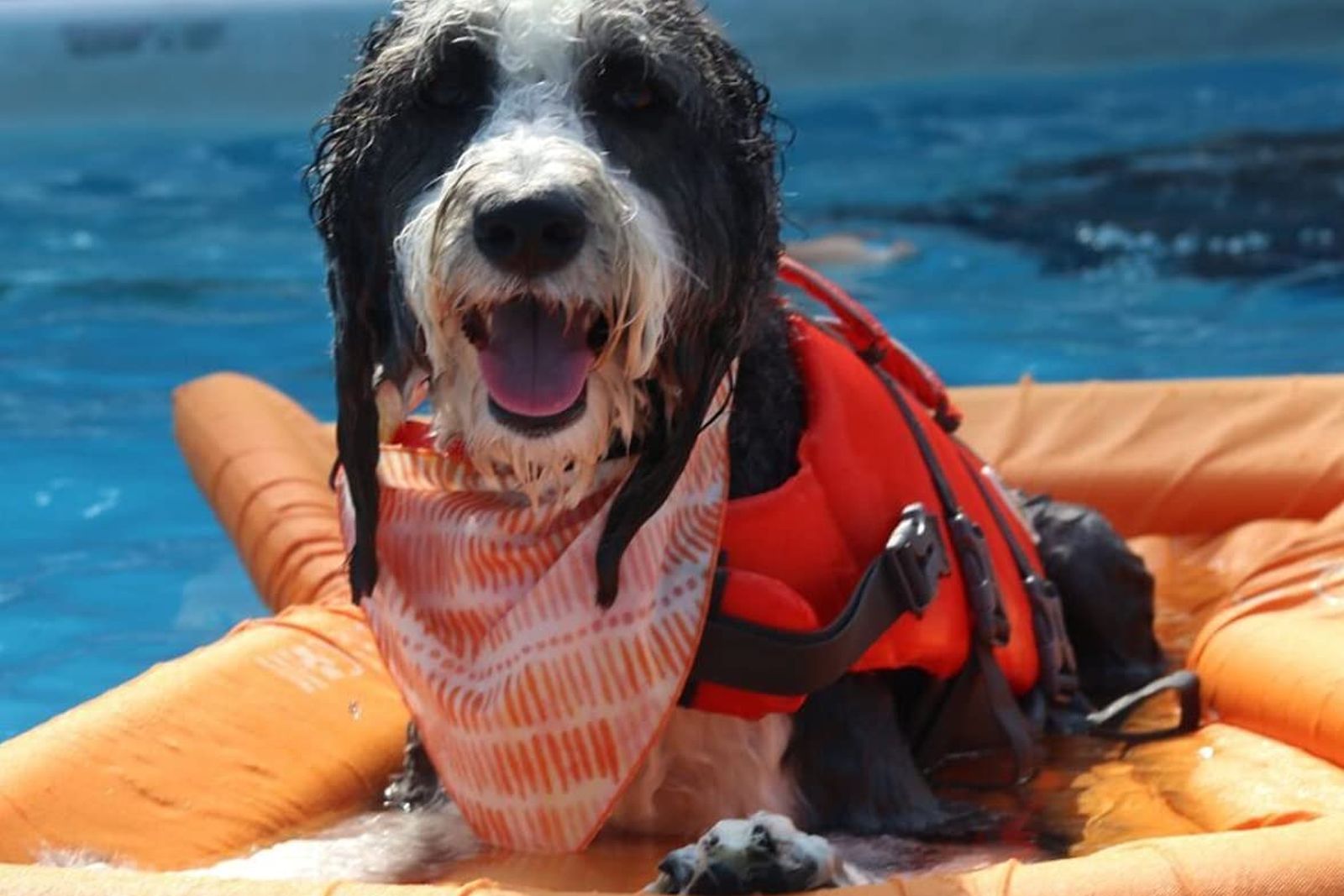 Best Dog Floats For Pool