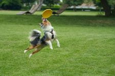 mejores frisbees para perros